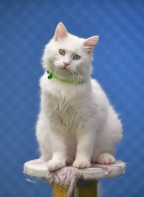 Son dakika haberi! KATE RUBİNS'İN VAN KEDİSİ HAZIR Son dakika haberi! KATE RUBİNS'İN VAN KEDİSİ HAZIR