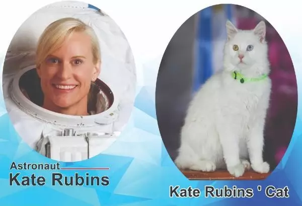 Son dakika haberi! KATE RUBİNS'İN VAN KEDİSİ HAZIR Son dakika haberi! KATE RUBİNS'İN VAN KEDİSİ HAZIR
