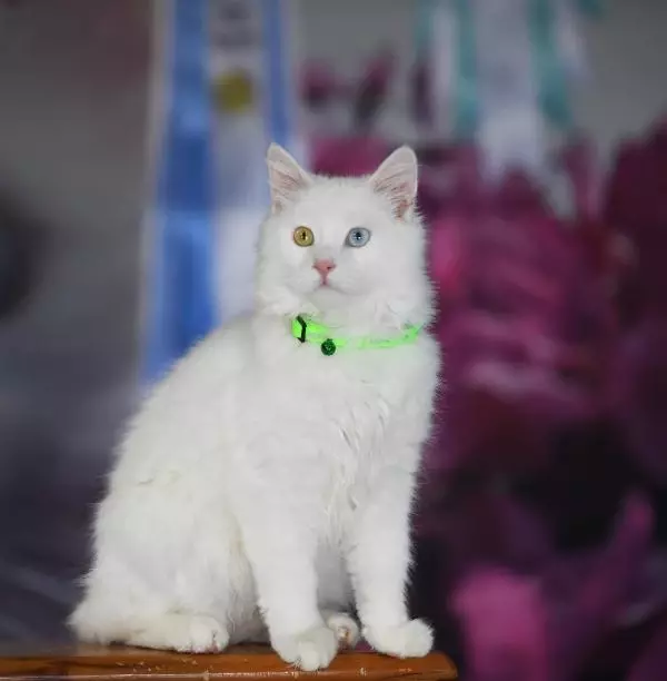 Son dakika haberi! KATE RUBİNS'İN VAN KEDİSİ HAZIR Son dakika haberi! KATE RUBİNS'İN VAN KEDİSİ HAZIR