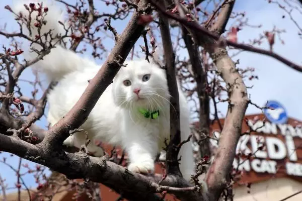 Son dakika haberi! KATE RUBİNS'İN VAN KEDİSİ HAZIR Son dakika haberi! KATE RUBİNS'İN VAN KEDİSİ HAZIR