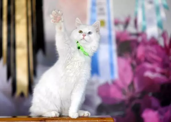 Son dakika haberi! KATE RUBİNS'İN VAN KEDİSİ HAZIR Son dakika haberi! KATE RUBİNS'İN VAN KEDİSİ HAZIR
