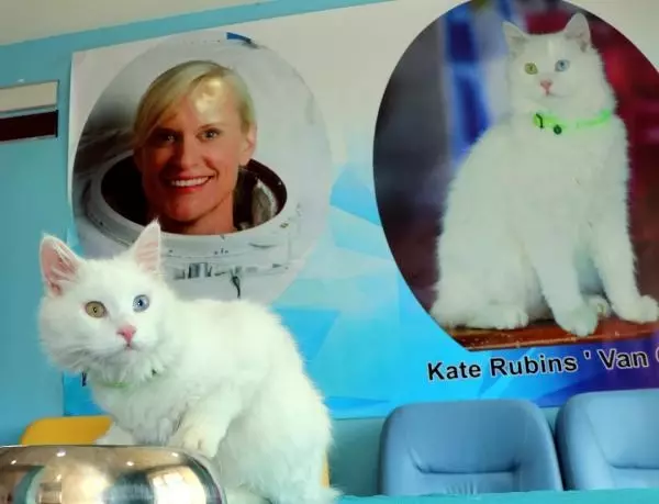 Son dakika haberi! KATE RUBİNS'İN VAN KEDİSİ HAZIR Son dakika haberi! KATE RUBİNS'İN VAN KEDİSİ HAZIR