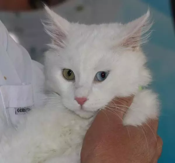 Son dakika haberi! KATE RUBİNS'İN VAN KEDİSİ HAZIR Son dakika haberi! KATE RUBİNS'İN VAN KEDİSİ HAZIR