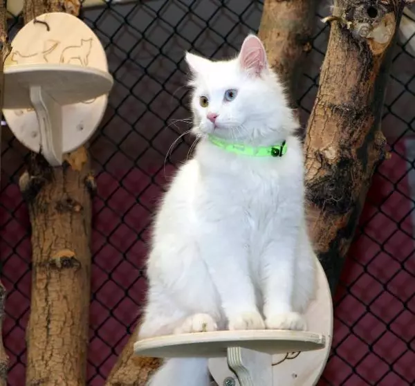 Son dakika haberi! KATE RUBİNS'İN VAN KEDİSİ HAZIR Son dakika haberi! KATE RUBİNS'İN VAN KEDİSİ HAZIR