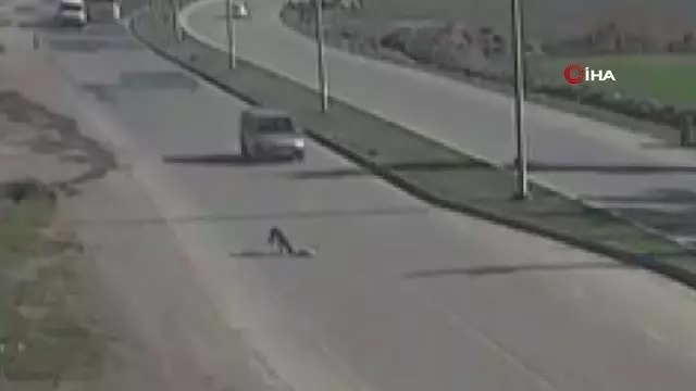 Son dakika haberi: Köpeğe çarpıp olay yerinden kaçan sürücü polislerden kaçamadı Son dakika haberi: Köpeğe çarpıp olay yerinden kaçan sürücü polislerden kaçamadı