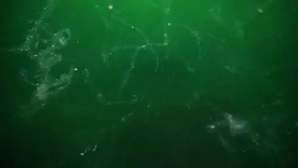 Son dakika haberi: MARMARA'NIN DİBİNİ TEHDİT ETMEYE BAŞLADI; 'SALYA' SU ALTI KAMERASIYLA GÖRÜNTÜLENDİ Son dakika haberi: MARMARA'NIN DİBİNİ TEHDİT ETMEYE BAŞLADI; 'SALYA' SU ALTI KAMERASIYLA GÖRÜNTÜLENDİ