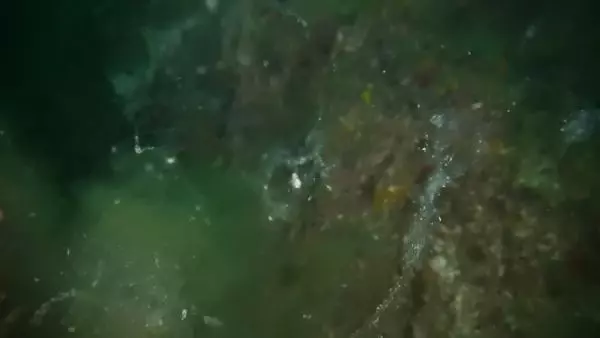 Son dakika haberi: MARMARA'NIN DİBİNİ TEHDİT ETMEYE BAŞLADI; 'SALYA' SU ALTI KAMERASIYLA GÖRÜNTÜLENDİ Son dakika haberi: MARMARA'NIN DİBİNİ TEHDİT ETMEYE BAŞLADI; 'SALYA' SU ALTI KAMERASIYLA GÖRÜNTÜLENDİ