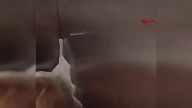 Son dakika haberi... MUĞLA BODRUM YARALI BULUNAN KEDİ SİLAHLA VURULMUŞ Son dakika haberi... MUĞLA BODRUM YARALI BULUNAN KEDİ SİLAHLA VURULMUŞ
