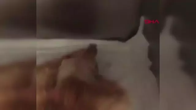 Son dakika haberi... MUĞLA BODRUM YARALI BULUNAN KEDİ SİLAHLA VURULMUŞ Son dakika haberi... MUĞLA BODRUM YARALI BULUNAN KEDİ SİLAHLA VURULMUŞ