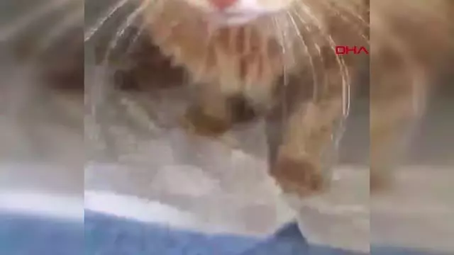 Son dakika haberi... MUĞLA BODRUM YARALI BULUNAN KEDİ SİLAHLA VURULMUŞ Son dakika haberi... MUĞLA BODRUM YARALI BULUNAN KEDİ SİLAHLA VURULMUŞ