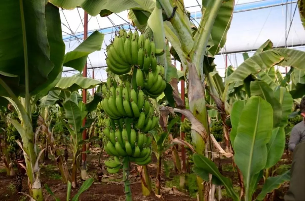 Türkiye'de örtü altı muz üretimi son 5 yılda 3,5 kat arttı