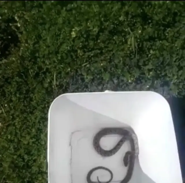 Otomobil içindeki yılan doğaya bırakıldı Otomobil içindeki yılan doğaya bırakıldı