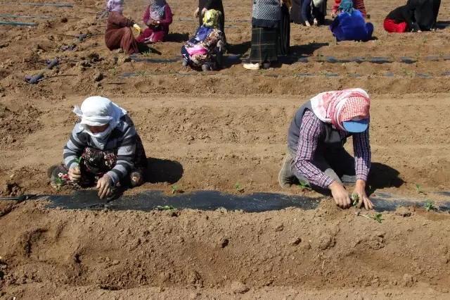 Suriye sınırında biber fideleri toprakla buluşmaya başladı Suriye sınırında biber fideleri toprakla buluşmaya başladı