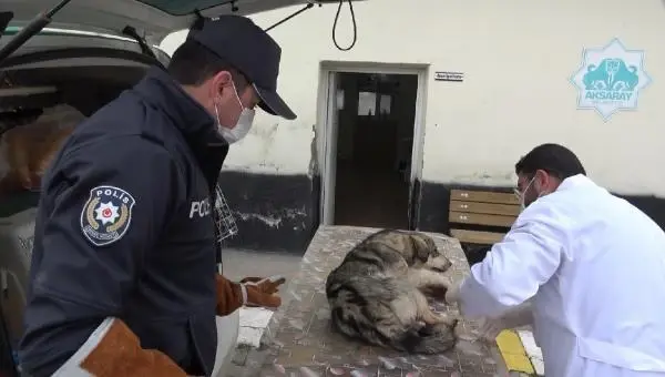 Son dakika haberleri... Yaralı köpeği veterinere 'HAYDİ' polisleri yetiştirdi Son dakika haberleri... Yaralı köpeği veterinere 'HAYDİ' polisleri yetiştirdi