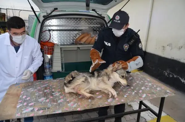 Son dakika haberleri... Yaralı köpeği veterinere 'HAYDİ' polisleri yetiştirdi Son dakika haberleri... Yaralı köpeği veterinere 'HAYDİ' polisleri yetiştirdi
