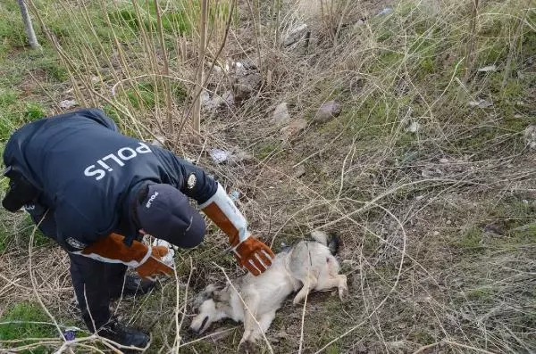 Son dakika haberleri... Yaralı köpeği veterinere 'HAYDİ' polisleri yetiştirdi Son dakika haberleri... Yaralı köpeği veterinere 'HAYDİ' polisleri yetiştirdi