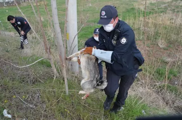 Son dakika haberleri... Yaralı köpeği veterinere 'HAYDİ' polisleri yetiştirdi Son dakika haberleri... Yaralı köpeği veterinere 'HAYDİ' polisleri yetiştirdi