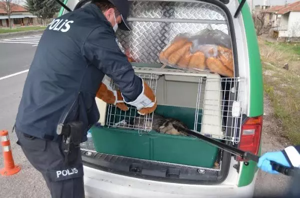 Son dakika haberleri... Yaralı köpeği veterinere 'HAYDİ' polisleri yetiştirdi Son dakika haberleri... Yaralı köpeği veterinere 'HAYDİ' polisleri yetiştirdi