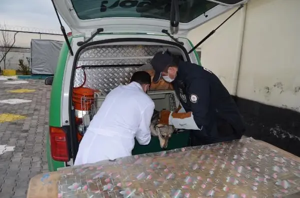 Son dakika haberleri... Yaralı köpeği veterinere 'HAYDİ' polisleri yetiştirdi Son dakika haberleri... Yaralı köpeği veterinere 'HAYDİ' polisleri yetiştirdi