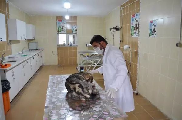 Son dakika haberleri... Yaralı köpeği veterinere 'HAYDİ' polisleri yetiştirdi Son dakika haberleri... Yaralı köpeği veterinere 'HAYDİ' polisleri yetiştirdi