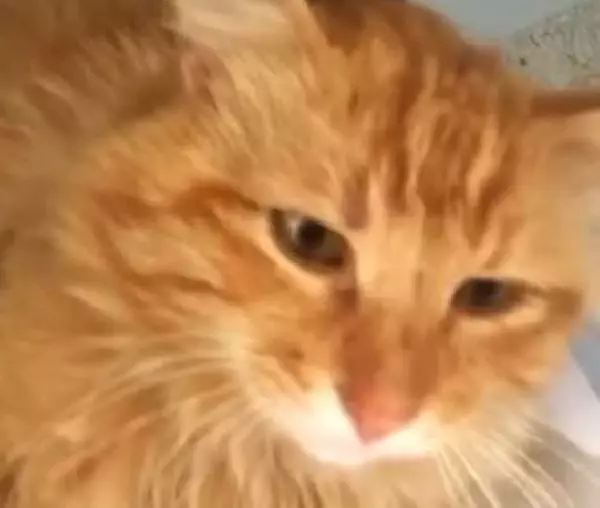 Son dakika haberi... MUĞLA BODRUM YARALI BULUNAN KEDİ SİLAHLA VURULMUŞ Son dakika haberi... MUĞLA BODRUM YARALI BULUNAN KEDİ SİLAHLA VURULMUŞ