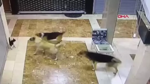 ANNE KEDİ, YAVRUSUNU KURTARMAK İÇİN 3 SOKAK KÖPEĞİNİ KOVALADI ANNE KEDİ, YAVRUSUNU KURTARMAK İÇİN 3 SOKAK KÖPEĞİNİ KOVALADI