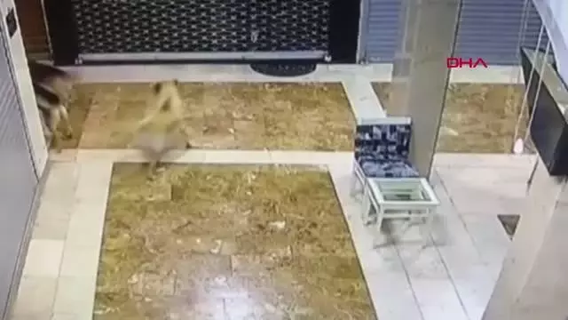 ANNE KEDİ, YAVRUSUNU KURTARMAK İÇİN 3 SOKAK KÖPEĞİNİ KOVALADI ANNE KEDİ, YAVRUSUNU KURTARMAK İÇİN 3 SOKAK KÖPEĞİNİ KOVALADI