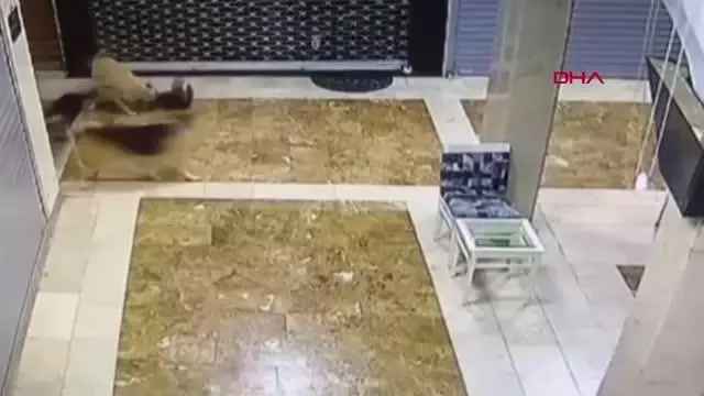 ANNE KEDİ, YAVRUSUNU KURTARMAK İÇİN 3 SOKAK KÖPEĞİNİ KOVALADI ANNE KEDİ, YAVRUSUNU KURTARMAK İÇİN 3 SOKAK KÖPEĞİNİ KOVALADI