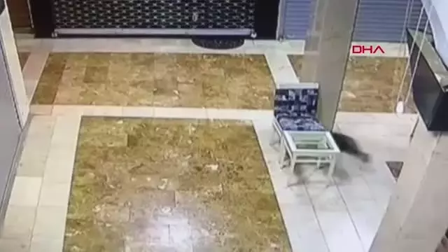 ANNE KEDİ, YAVRUSUNU KURTARMAK İÇİN 3 SOKAK KÖPEĞİNİ KOVALADI ANNE KEDİ, YAVRUSUNU KURTARMAK İÇİN 3 SOKAK KÖPEĞİNİ KOVALADI