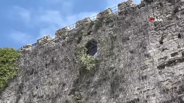 Arsız incir surları deldi, bir de meyve verdi