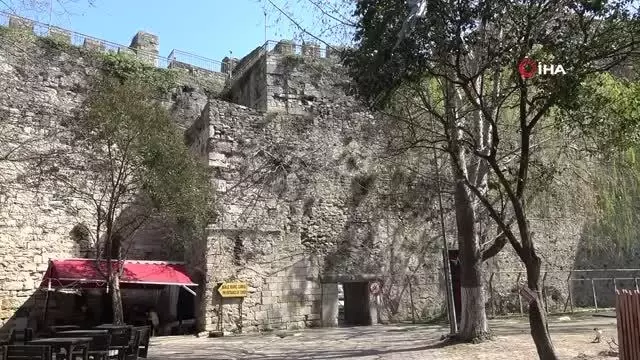 Arsız incir surları deldi, bir de meyve verdi
