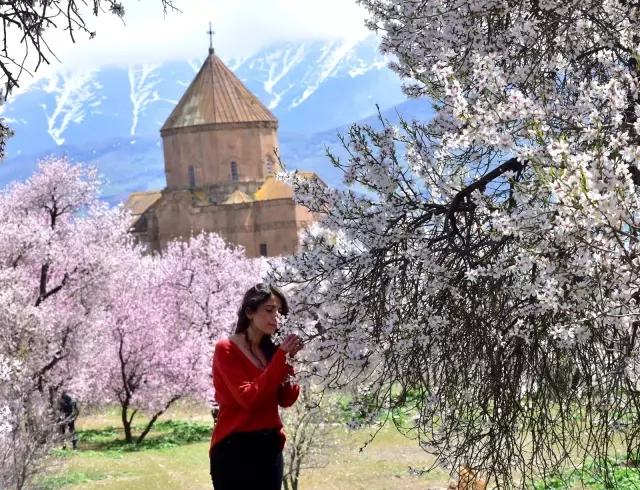 Badem çiçekleriyle süslenen Akdamar Adası'nda görsel şölen Badem çiçekleriyle süslenen Akdamar Adası'nda görsel şölen