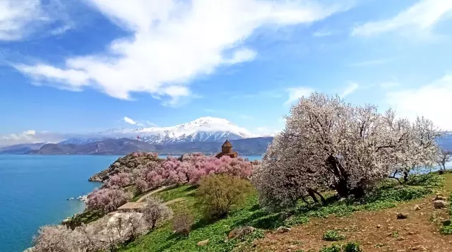 Badem çiçekleriyle süslenen Akdamar Adası'nda görsel şölen Badem çiçekleriyle süslenen Akdamar Adası'nda görsel şölen