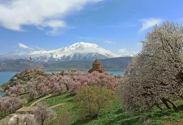 Badem çiçekleriyle süslenen Akdamar Adası'nda görsel şölen Badem çiçekleriyle süslenen Akdamar Adası'nda görsel şölen