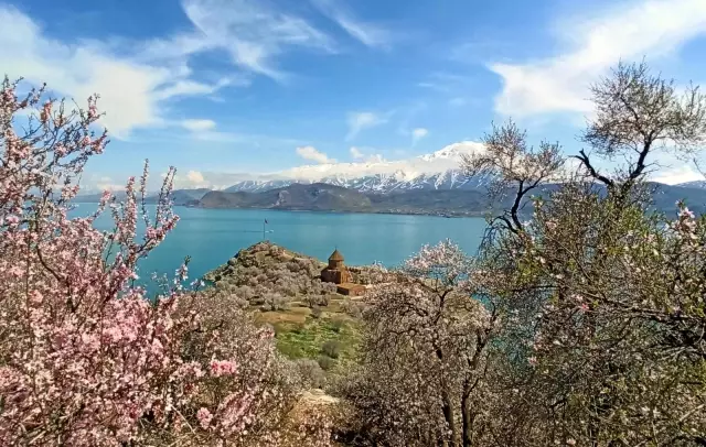 Badem çiçekleriyle süslenen Akdamar Adası'nda görsel şölen Badem çiçekleriyle süslenen Akdamar Adası'nda görsel şölen