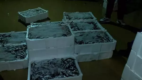 Balık sezonu kapandı, sezonun son balıkları halde Balık sezonu kapandı, sezonun son balıkları halde