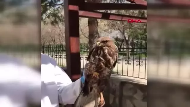 BALIKESİR'DE, YARALI ULU DOĞAN İLE ŞAHİNE TEDAVİ BALIKESİR'DE, YARALI ULU DOĞAN İLE ŞAHİNE TEDAVİ