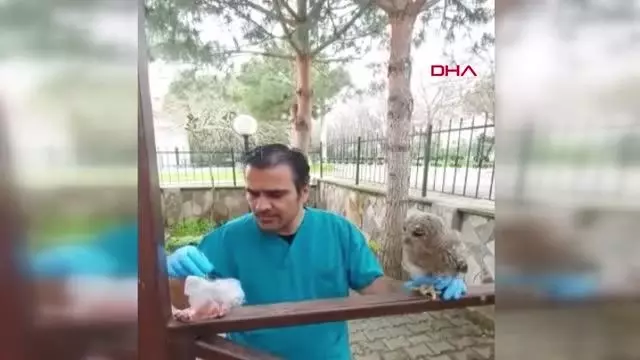 BALIKESİR'DE, YARALI ULU DOĞAN İLE ŞAHİNE TEDAVİ BALIKESİR'DE, YARALI ULU DOĞAN İLE ŞAHİNE TEDAVİ