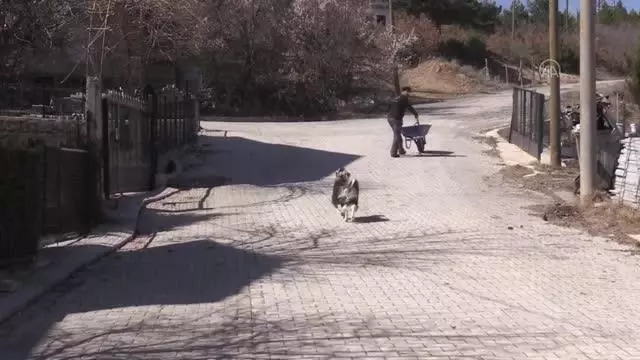 Çevre dostu, keçisiyle dağ tepe dolaşıp çöp topluyor Çevre dostu, keçisiyle dağ tepe dolaşıp çöp topluyor