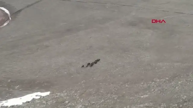 Domuz sürüsü dronla görüntülendi Domuz sürüsü dronla görüntülendi