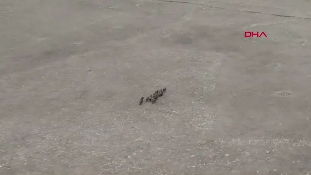 Domuz sürüsü dronla görüntülendi Domuz sürüsü dronla görüntülendi
