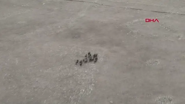 Domuz sürüsü dronla görüntülendi Domuz sürüsü dronla görüntülendi