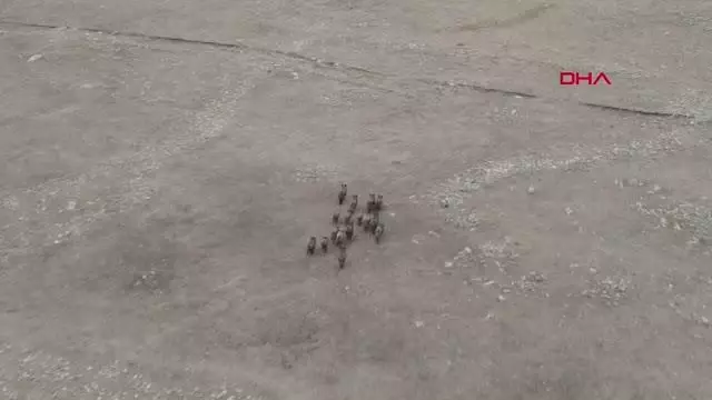 Domuz sürüsü dronla görüntülendi Domuz sürüsü dronla görüntülendi