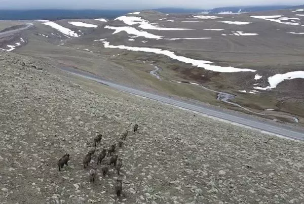 Domuz sürüsü dronla görüntülendi Domuz sürüsü dronla görüntülendi