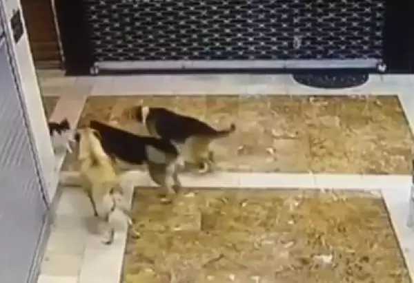 ANNE KEDİ, YAVRUSUNU KURTARMAK İÇİN 3 SOKAK KÖPEĞİNİ KOVALADI ANNE KEDİ, YAVRUSUNU KURTARMAK İÇİN 3 SOKAK KÖPEĞİNİ KOVALADI