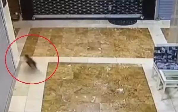 ANNE KEDİ, YAVRUSUNU KURTARMAK İÇİN 3 SOKAK KÖPEĞİNİ KOVALADI ANNE KEDİ, YAVRUSUNU KURTARMAK İÇİN 3 SOKAK KÖPEĞİNİ KOVALADI