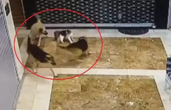 ANNE KEDİ, YAVRUSUNU KURTARMAK İÇİN 3 SOKAK KÖPEĞİNİ KOVALADI ANNE KEDİ, YAVRUSUNU KURTARMAK İÇİN 3 SOKAK KÖPEĞİNİ KOVALADI