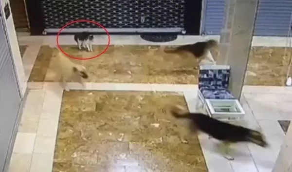 ANNE KEDİ, YAVRUSUNU KURTARMAK İÇİN 3 SOKAK KÖPEĞİNİ KOVALADI ANNE KEDİ, YAVRUSUNU KURTARMAK İÇİN 3 SOKAK KÖPEĞİNİ KOVALADI