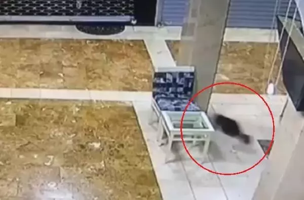 ANNE KEDİ, YAVRUSUNU KURTARMAK İÇİN 3 SOKAK KÖPEĞİNİ KOVALADI ANNE KEDİ, YAVRUSUNU KURTARMAK İÇİN 3 SOKAK KÖPEĞİNİ KOVALADI