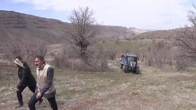 Kırsaldaki ahlat ağaçları aşılanarak 'Akçadağ armuduna' dönüştürülecek